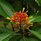 Isertia flower