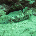 Rock goby