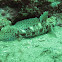 Rock goby
