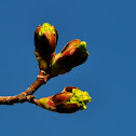Canyon maple