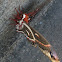 Cecropia Moth
