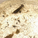 dragonfly larva