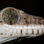 Giant Tree Gecko