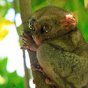 Philippine Tarsier