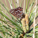 Eastern Pine Elfin