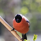 Bullfinch (male)