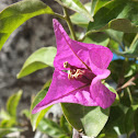Bougainvillea