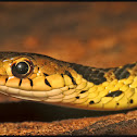 Eastern Gartersnake