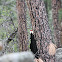 Red-headed Woodpecker