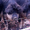 Sonnenschwein, sunny pigs
