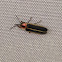 Firefly