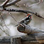 Red-Naped Sapsucker