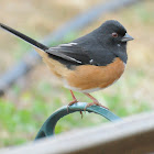 Eastern Towhee