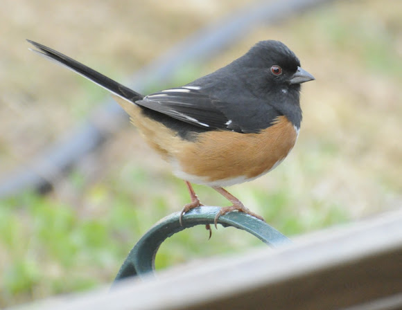 Spotting Image 1