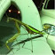 Praying Mantis