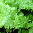 Lettuce