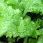 Lettuce