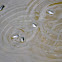 Whirligig beetle
