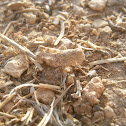 Unifentified Grasshopper Nymph