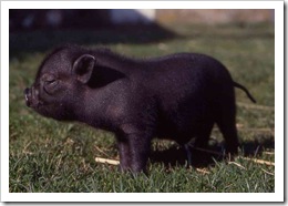 pig
