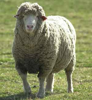 [sheep.png]