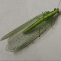 Green lacewing
