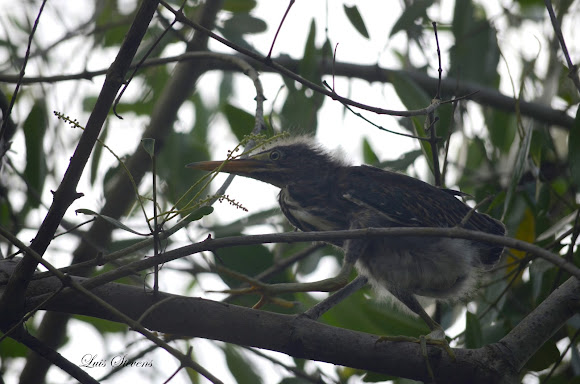 Spotting Image 1