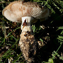 Amanita