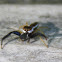 Hentz Jumping Spider