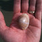 Mediterranean clam - vongola