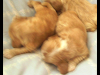 Cachorros Cocker Spaniel Americano Cped De Fca