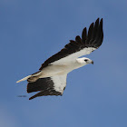 White bellied Sea Eagle