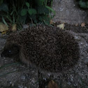 hedgehog