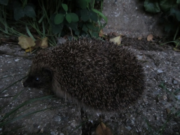 Spotting Image 1