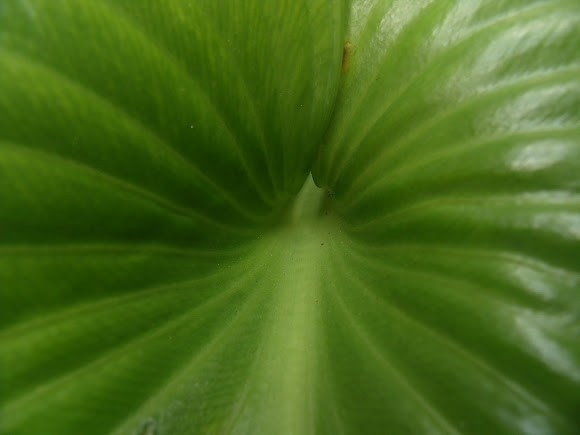 Spotting Image 1