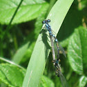 Common Blue Damselfly
