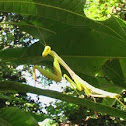 praying mantis