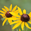 black-eyed susan