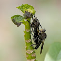 Robber Fly