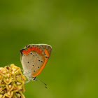 Small Copper(红灰蝶)