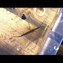 water scorpion