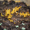 Calocera sp.