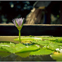 Water Lily