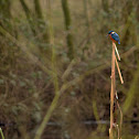 Kingfisher