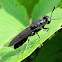 Black soldier fly