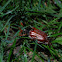 Cockchafer
