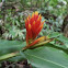 Red ginger