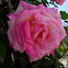 Rosa. Rose
