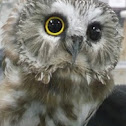 Northern Saw-whet Owl
