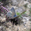 Lang's Short-tailed Blue